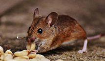 24 Hour & Emergency Exterminators in La Verkin, UT